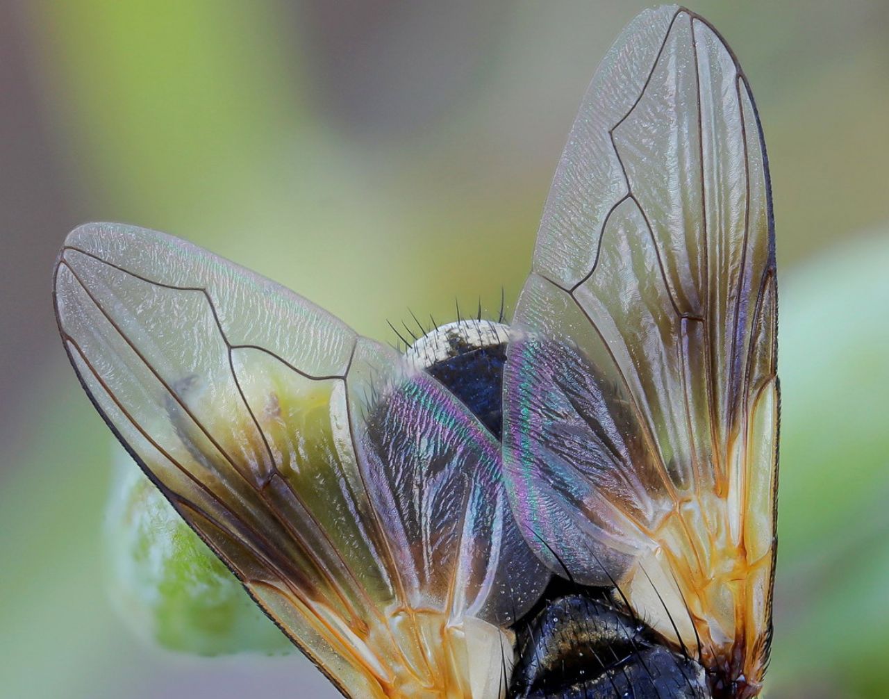 Tachinidae: Ectophasia cfr. crassipennis, femmina